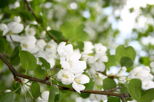 Blossoming apple-tree.