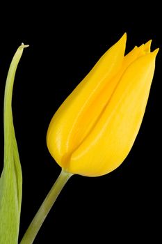 a bloom of a yellow tulip on the black background