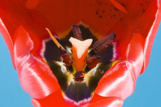 a bloom of a red tulip on the blue background - macro