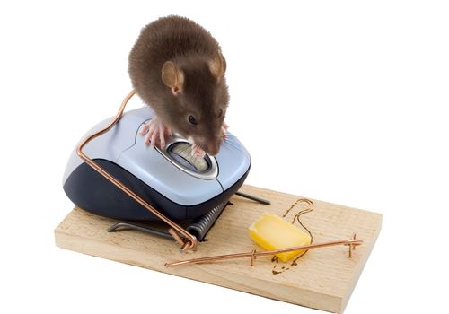 a mouse used his computer sibling to get to the cheese