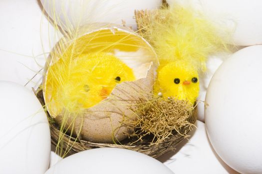 newborn yellow easter chickens among white eggs