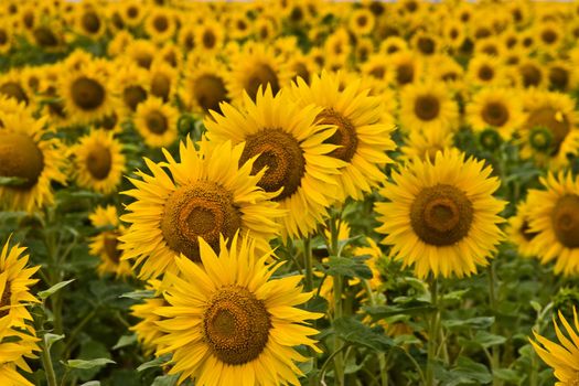 meadow of yellow sunflower background, agriculture subject