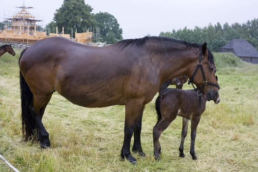 with a young horse