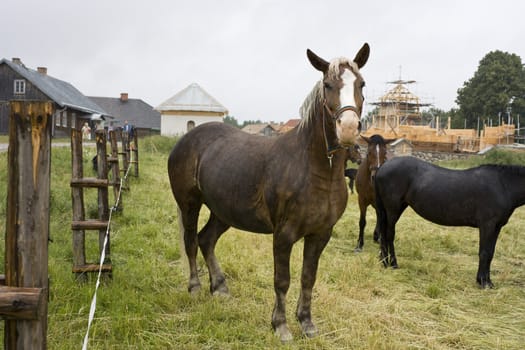 A horse in the rainy day