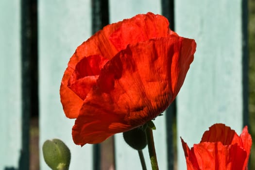 flower series: red poppy on summer morning light