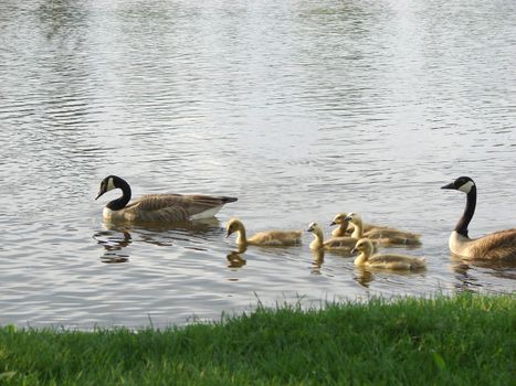 Two geese and their babies on a river