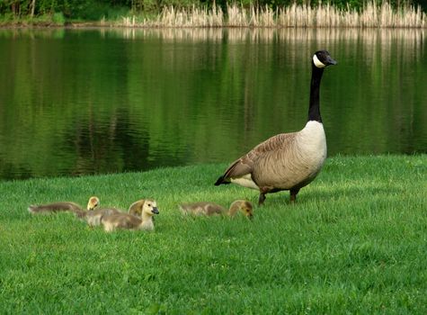 Goose with it babies on the lawn by a river