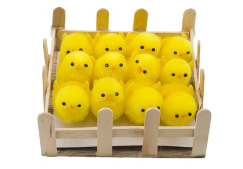 a pen with newborn yellow easter chickens