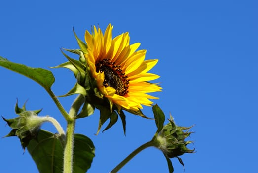 Bright fresh sunflower with buds over the blue sky 