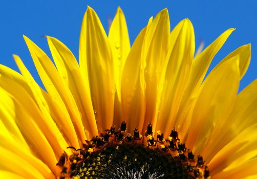 close up shot of bright sunflower with dew  over blue sky    
