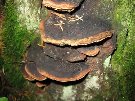 Mushroom on tree