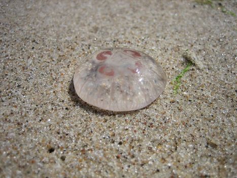 Little jellyfish on the beach