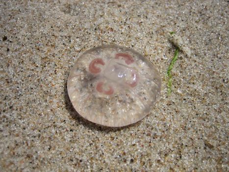 Young jellyfish on the beach