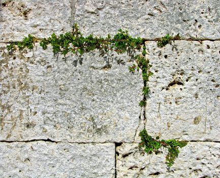 clambering plants in a stonewall. Rectangular texture of growth.