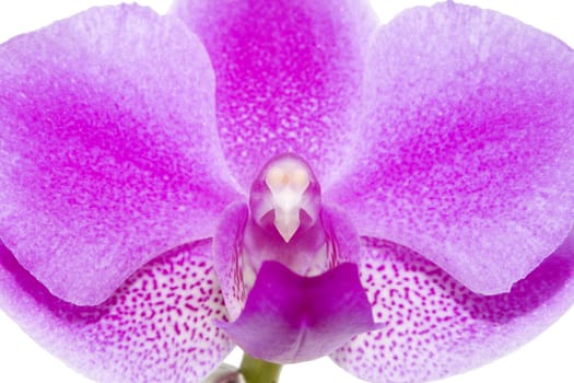 A closeup of the glorious pink of a Phalaenopsis orchid