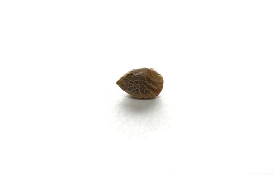 Isolated shot of hemp seed on white background