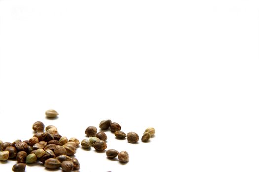 Isolated shot of hemp seeds on white background