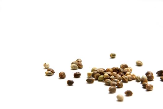 Isolated shot of hemp seeds on white background