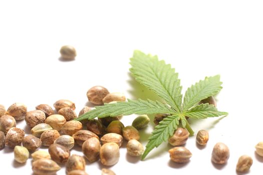 Cannabis, hemp, or marijuana leaf with seeds on white background