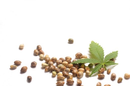 Cannabis, hemp, or marijuana leaf with seeds on white background