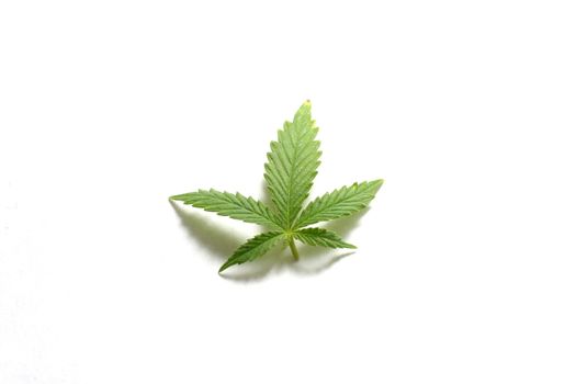 Close-up shot of a cannabis, or marijuana, leaf