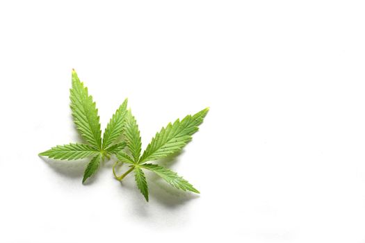 Couple of Marijuana, or Cannabis, leaves on white background
