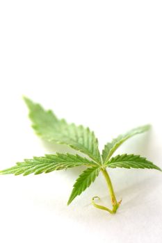 Close-up shot of a cannabis, or marijuana, leaf