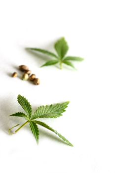 Leaves and seeds from the cannabis plant, hemp, or marijuana on white background