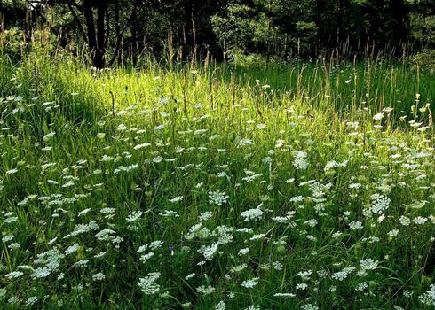 blooming field grass on a dark background