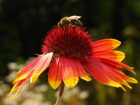 A bee is gathering pollen on top of a red flower.