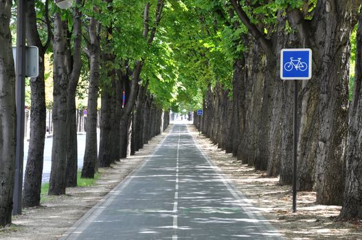 A cycle lane between the trees in spring