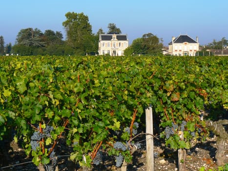 Bordeaux vineyard in summer, France