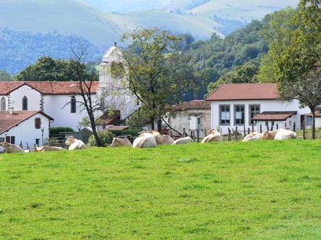 Cows in a rural village in the Basque Country, France