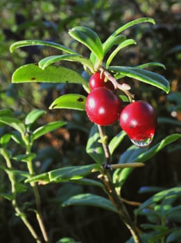 Cowberry with drops. Red ripe cowberry with drops after rain.Cowberry or Lingonberry, Vaccinium vitis-idaea, three red berries.