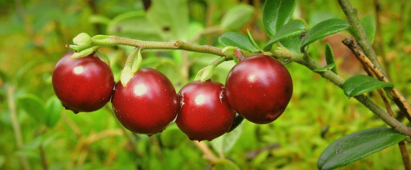 Cowberry with drops. Red ripe cowberry with drops after rain.Cowberry or Lingonberry, Vaccinium vitis-idaea, three red berries.