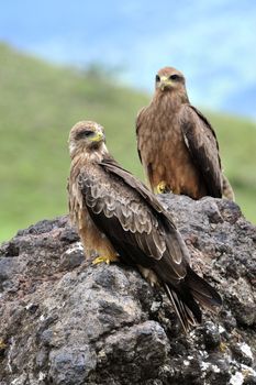 Black Kite (Milvus migrans.) Two Black kites sit on a stone, a green grass.