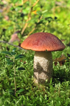 Edible mushroom (Leccinum Aurantiacum) with orange caps  