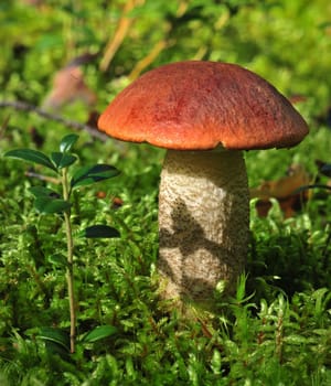 Edible mushroom (Leccinum Aurantiacum) with orange caps  