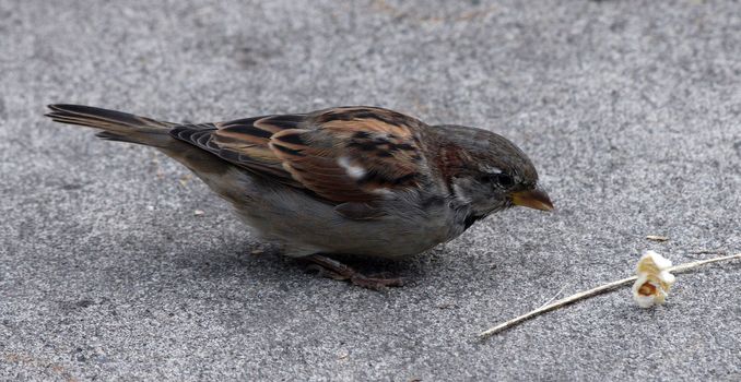 House Sparrow.  Photo taken at Oregon Zoo, Portland.