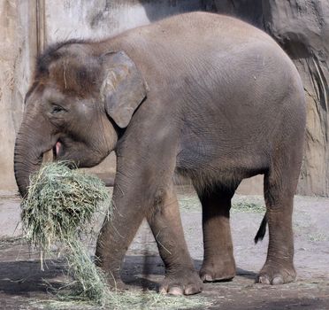 Asian Elephant.  Photo taken at Oregon Zoo, Portland.