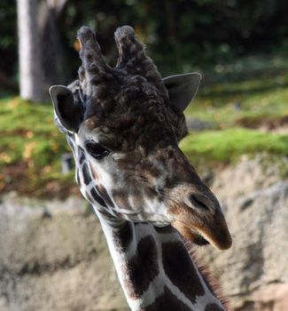 Giraffe.  Photo taken at Oregon Zoo, Portland.