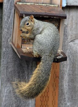 Eastern Gray Squirrel in Portland, Oregon.