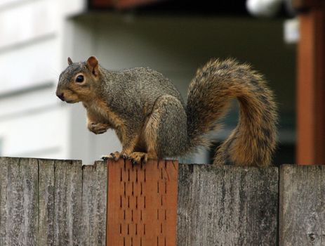 Eastern Gray Squirrel in Portland, Oregon.