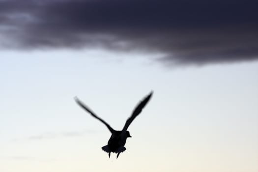 Duck Silhouette.  Photo taken at Lower Klamath National Wildlife Refuge, CA.