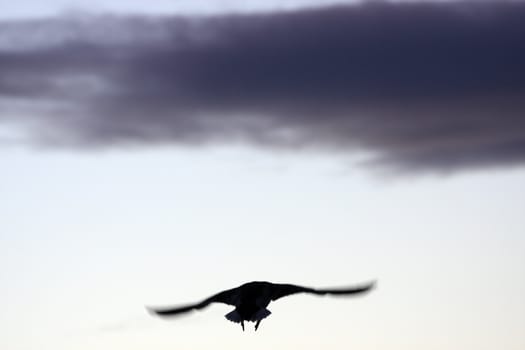 Duck Silhouette.  Photo taken at Lower Klamath National Wildlife Refuge, CA.