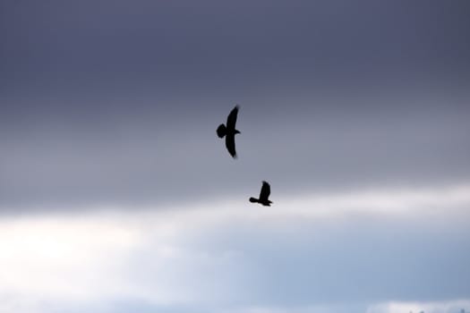 Duck Silhouette.  Photo taken at Lower Klamath National Wildlife Refuge, CA.