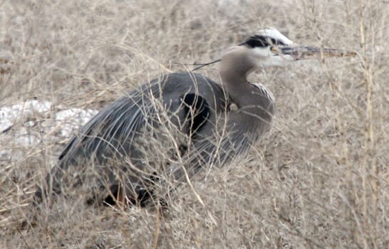 Great Blue Heron.  Photo taken at Lower Klamath National Wildlife Refuge, CA.