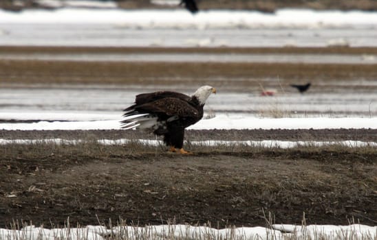 Bald Eagle.  Photo taken at Lower Klamath National Wildlife Refuge, CA.