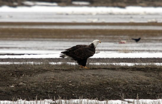 Bald Eagle.  Photo taken at Lower Klamath National Wildlife Refuge, CA.