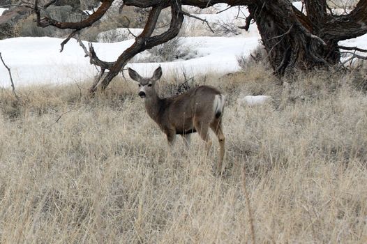 Mule Deer.  Photo taken at Lower Klamath National Wildlife Refuge, CA.